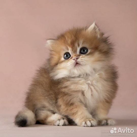 Мальчик длинношерстная британская шиншила