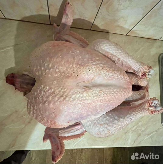 Тушка индейки, бройлер, сало