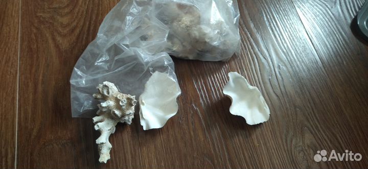 Ракушки, кораллы