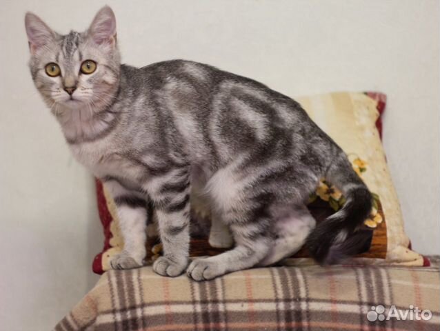 Кошка Офелия и�щет дом объявление продам