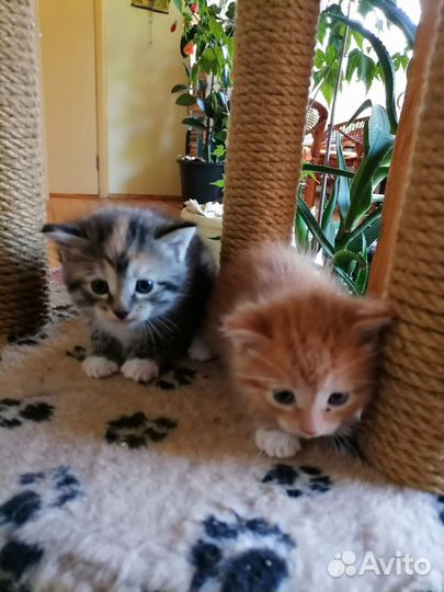 Отдам в добрые руки котят звоните через 2 месяца