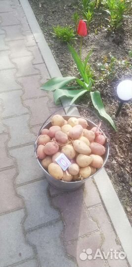 Семенной картофель