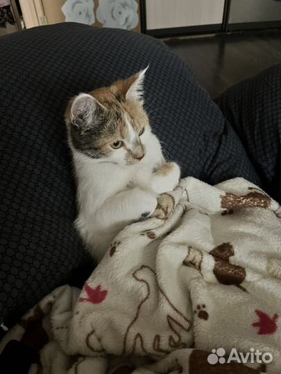 Кошки в добрые руки