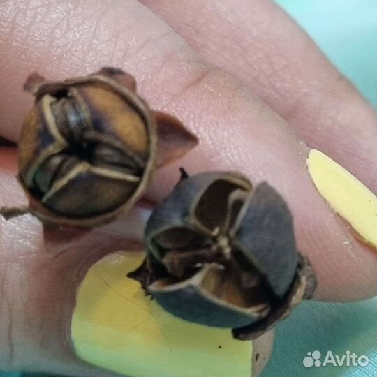 Ксантостемон золотистый семена