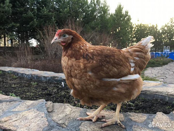 Несушки, Куры, Молодки Ломан Браун