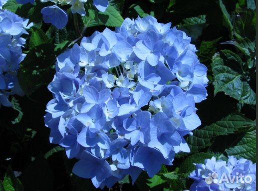 Гортензия крупнолистная (Бесконечное лето)