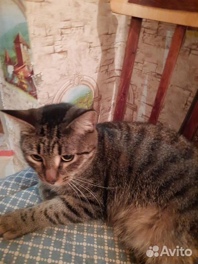 Котик Тиша ищем дом