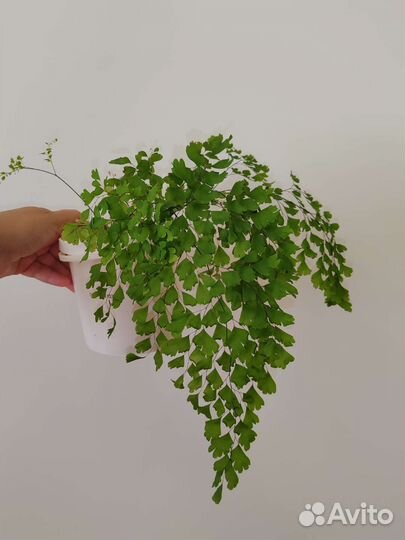 Папоротники, спатифиллум