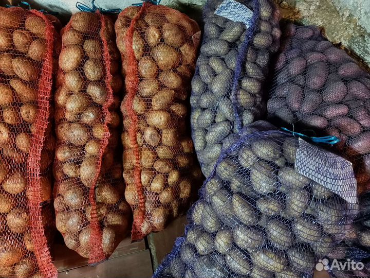 Продам Семенной сортовой картофель