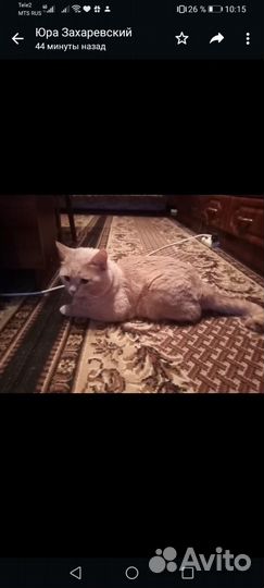 Котик 4 года