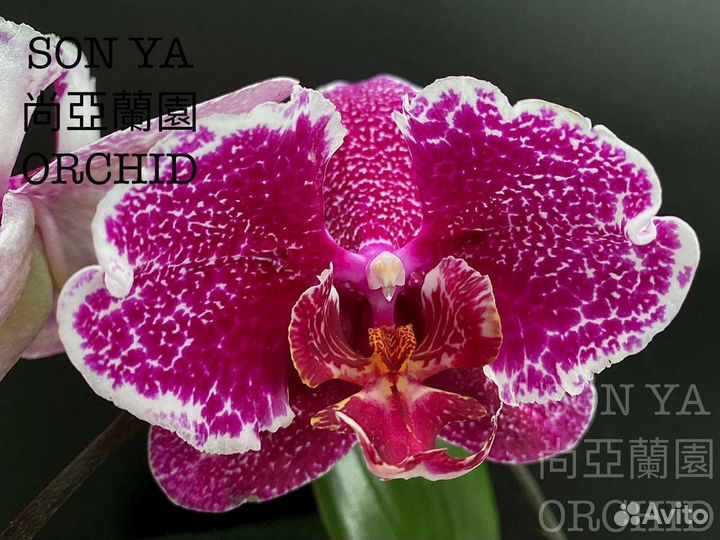 Орхидея фаленопсис бабочка пелор Mei Dar Prince