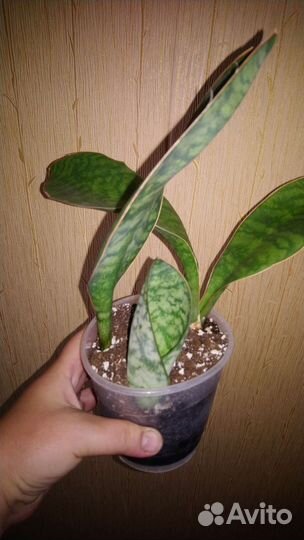 Сансевиерия