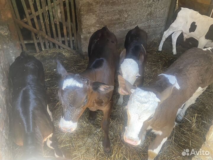 Телята,бычки телки