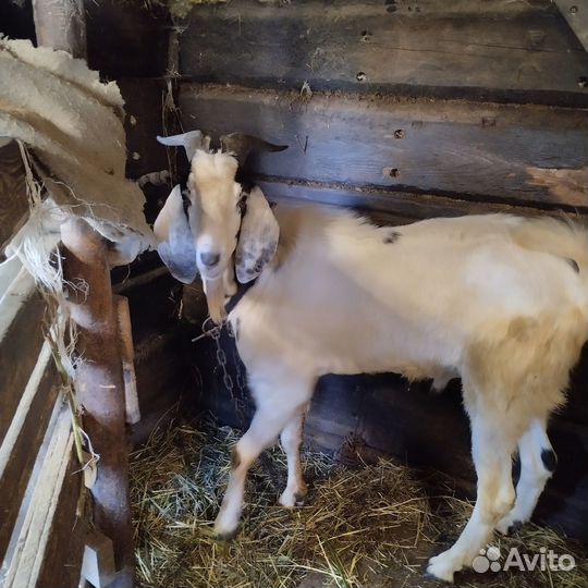 Продается породистый козел