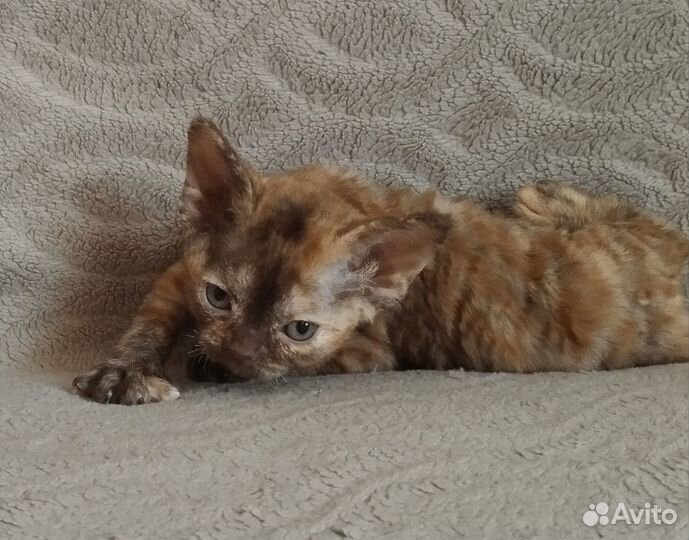 Котята девон-рекс девочки