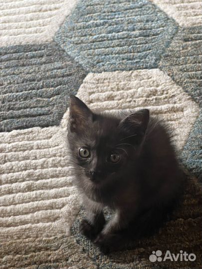 Котенок мальчик