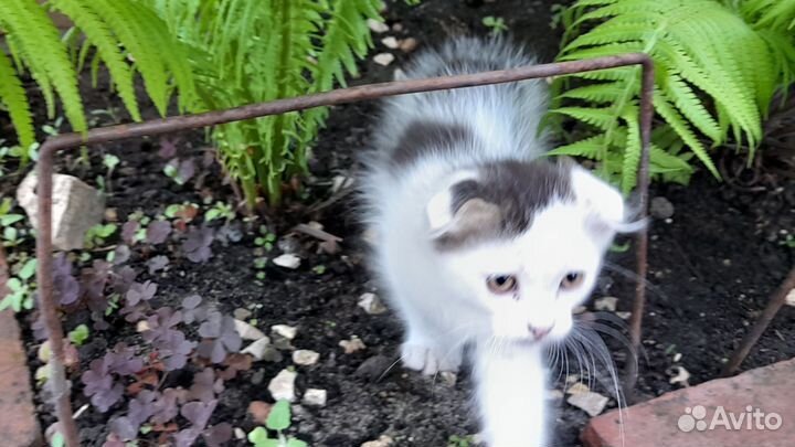 Отдаём в хорошие руки котят