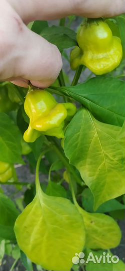 Продам рассаду горького перца 