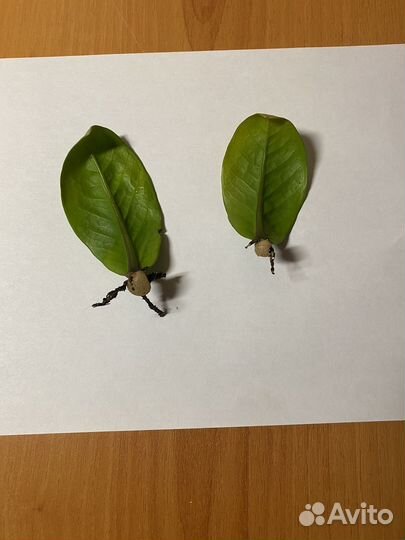 Замиокулькас зензи кудрявый, листики