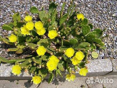 Кактус - опунция. Растёт на улице. Цветущий