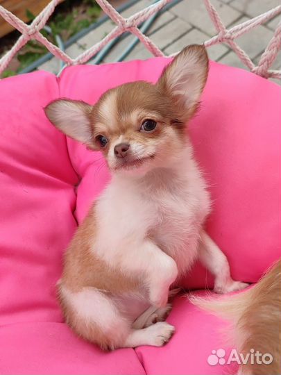 Чихуахуа девочка