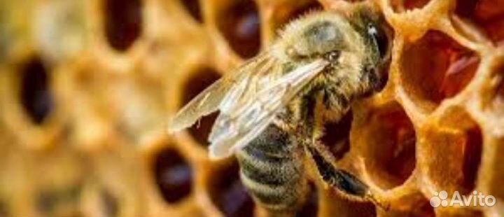 Пчёлосемьи карника, улья пустые