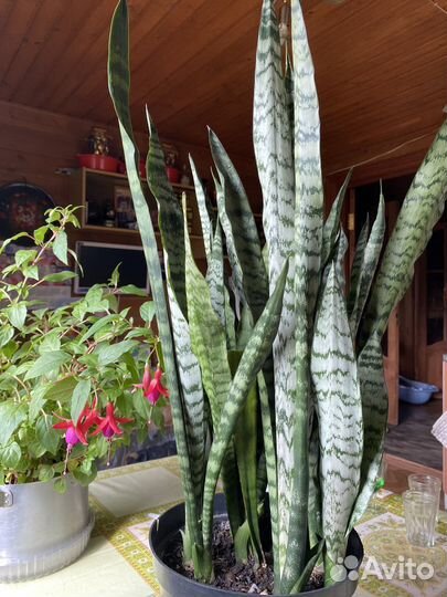 Щучий хвост и Ханни