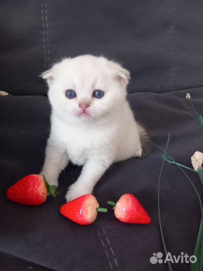 Шотландские котята