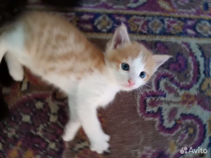 Кошка в дар бесплатно