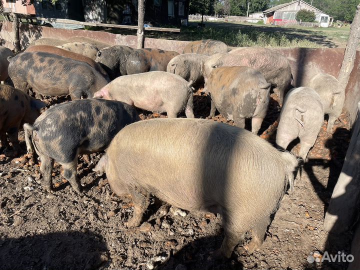 Свинья супоросая