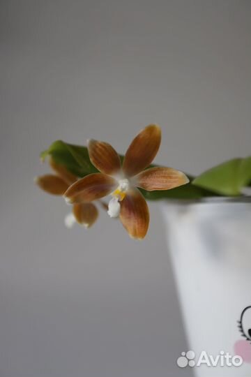 Орхидея феленопсис тетрапсис кофе