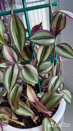 Традесканции 55 сортов
