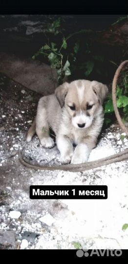Щенки дворняжки
