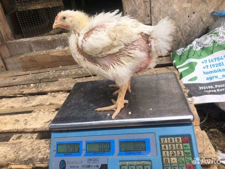 Мулард Утка бройлер