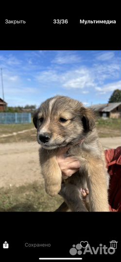 Шенок в добрые руки