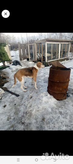 Щенки метисы
