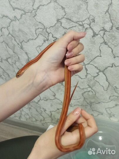 Змея маисовый полоз