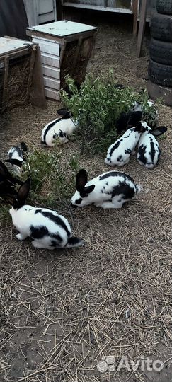 Кролики. Немецкие бабочки