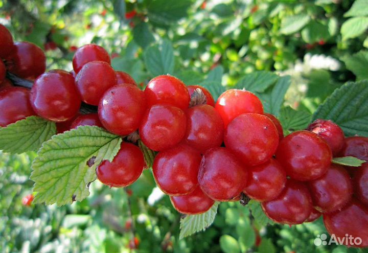 Саженцы вишни войлочной