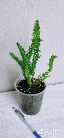 Нефролепис Spiral live (Спираль лив)