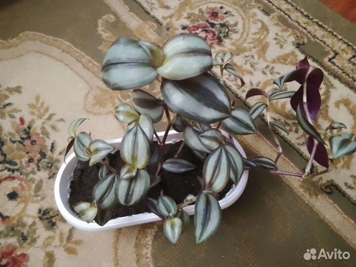 Комнатные цветы