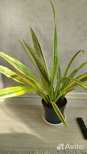 Сансевиериии, диффенбахия