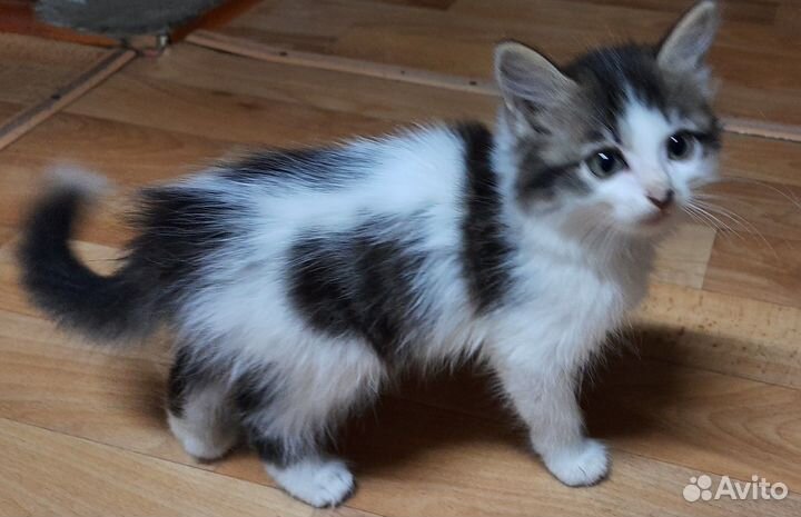 Кошка в дар