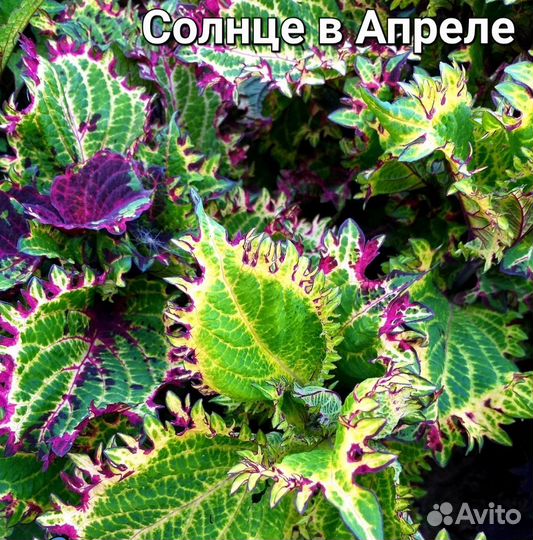 Колеусы сортовые