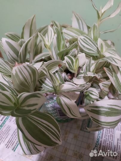 Белая традесканция