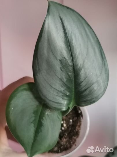 Сциндапсус Мунлайт