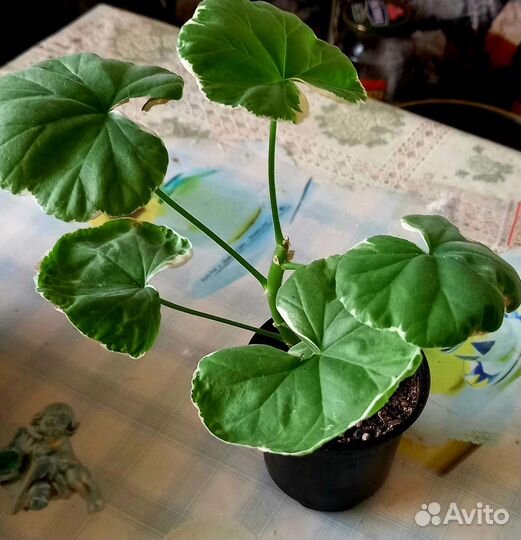 Пеларгония