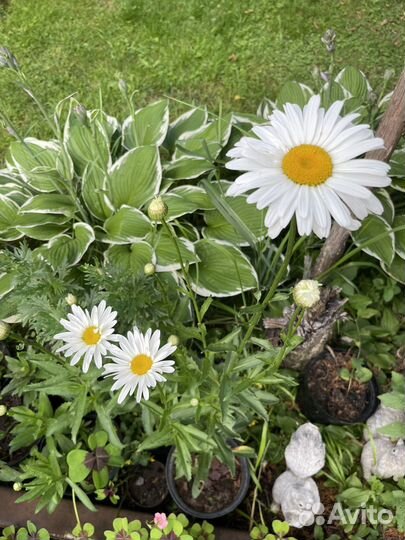 Ромашка многолетняя