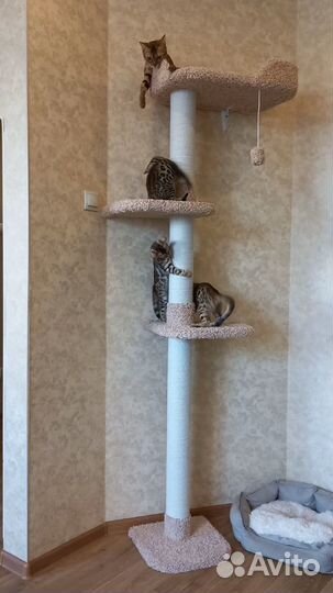Бенгальские котята