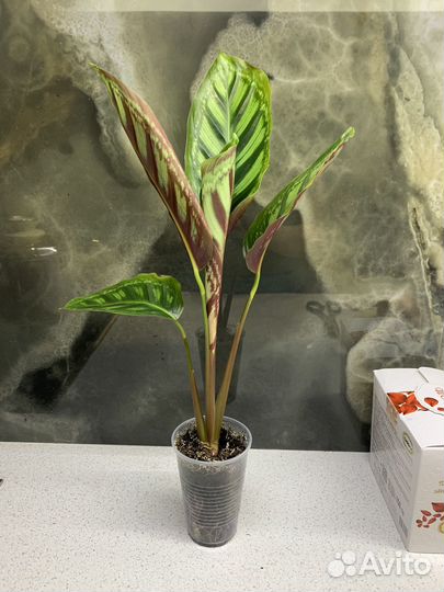 Калатеи разные домашние